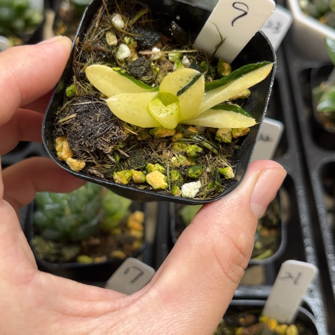 9紫禁城锦一物一拍