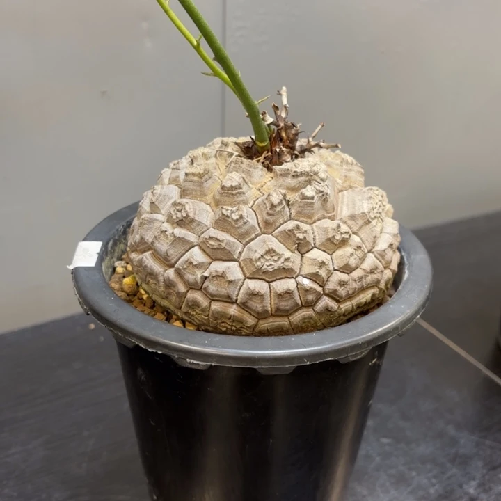 6 号日系南非龟甲龙