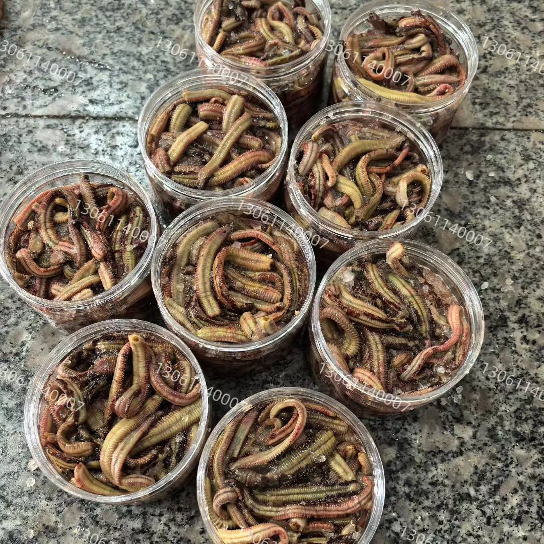 乳山本地管蛆 管虫 海钓皇姑 黄三 鮦鱼万能饵