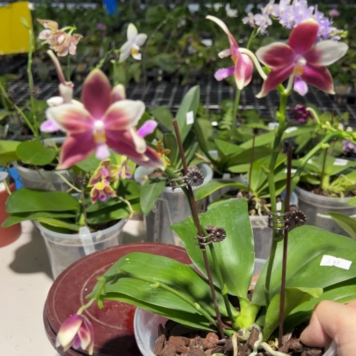 大部分花苞少量开放117 4.5寸淡香红白跳瓣