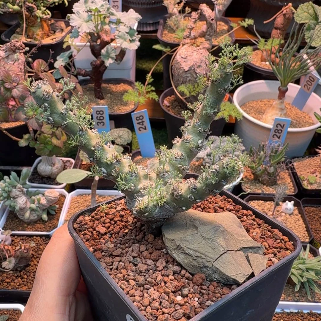 白皮月界219 仙人掌