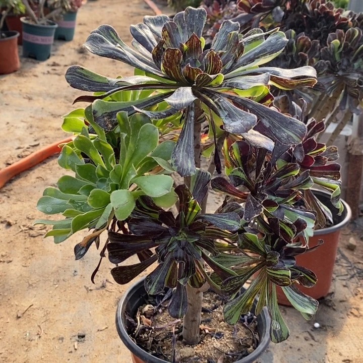 水墨丹青水墨多肉植物23