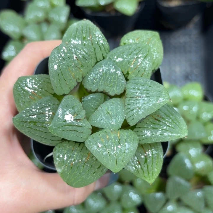 换盘青指姬多肉植物