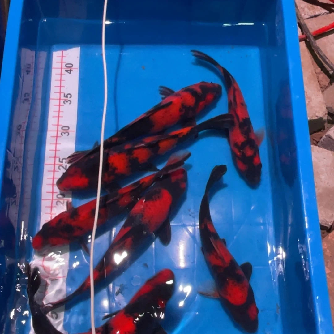 海水鱼高端精品锦鲤