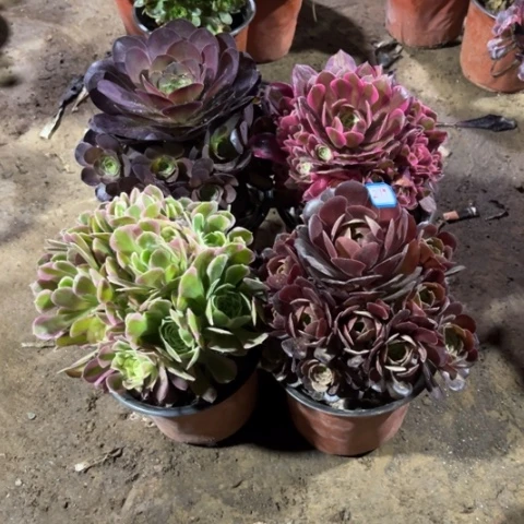 279多肉植物组合