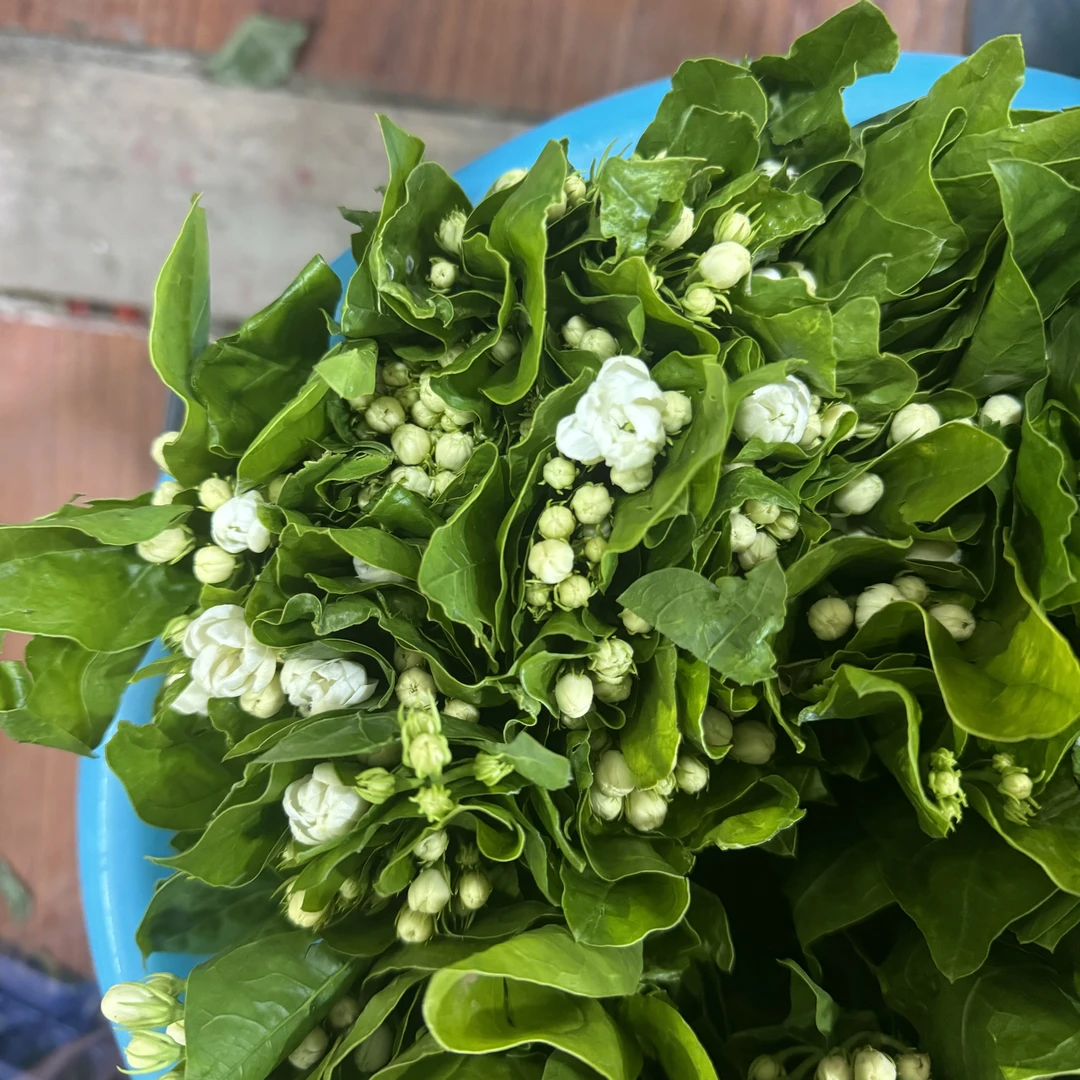 西藏包邮绿源鲜花包邮·茉莉花