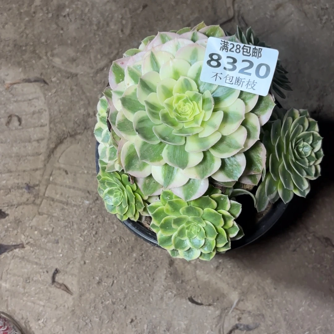 O. 8320海王多肉，？ba