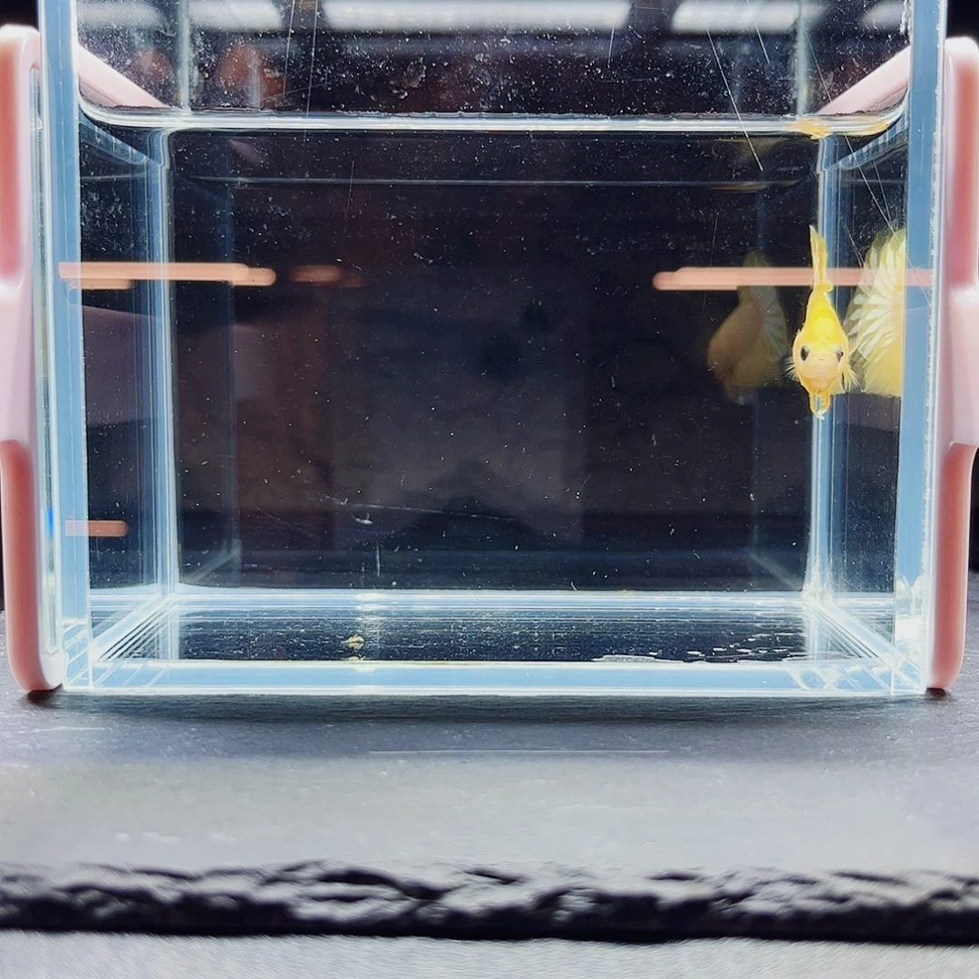 海水鱼宙斯斗鱼竞拍09-26