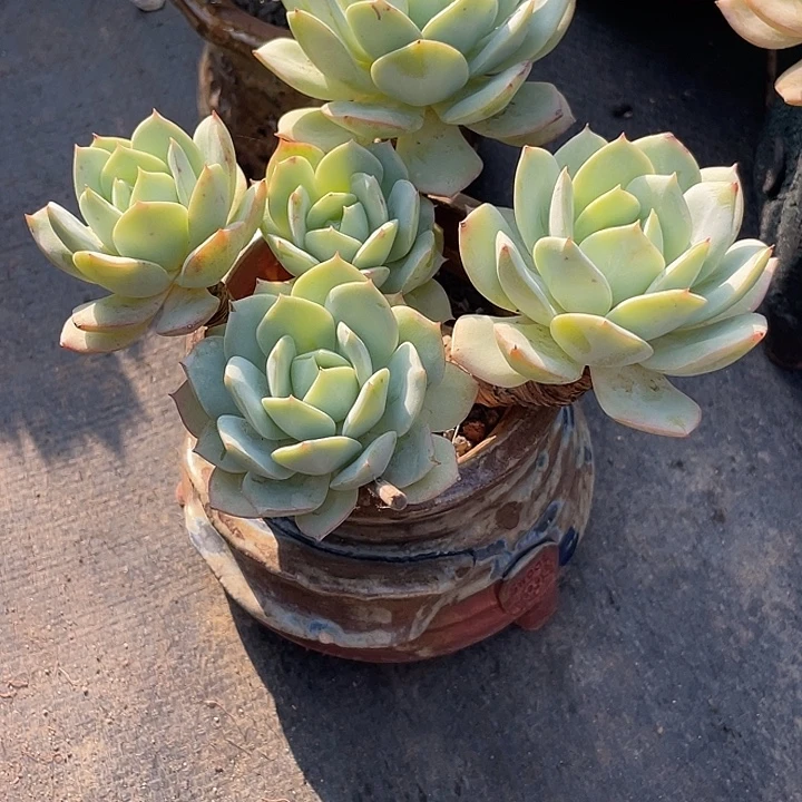 多肉植物带盆发货