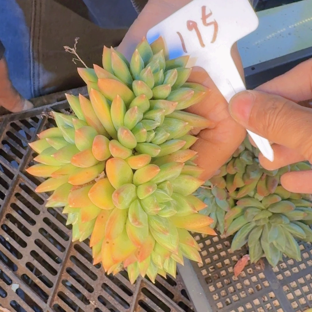 多肉植物的生长发育与