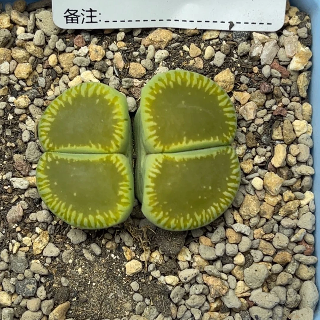 2133绿光阳1双头母本