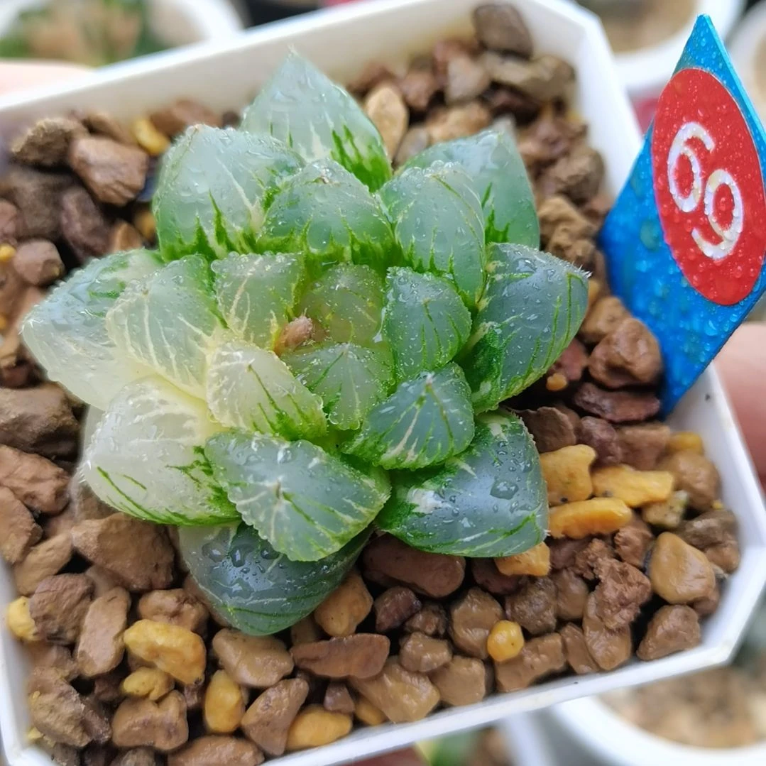 69号紫王玉露锦一物一拍带盆土发货