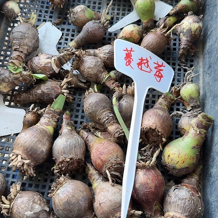 蔓越莓朱顶红一棵3+