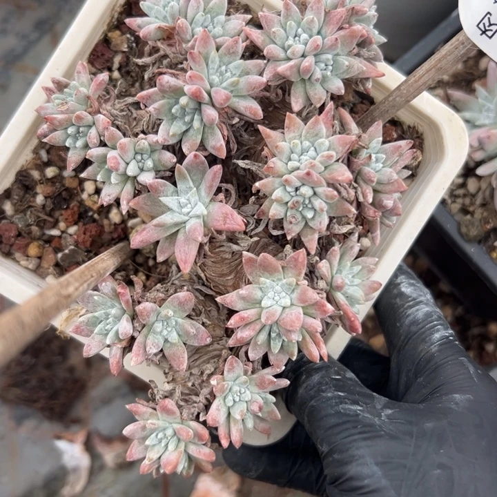 白菊～一物一拍福利825