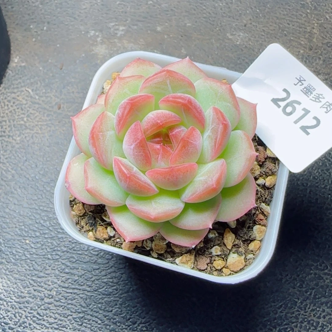 琴心，2612多肉植物