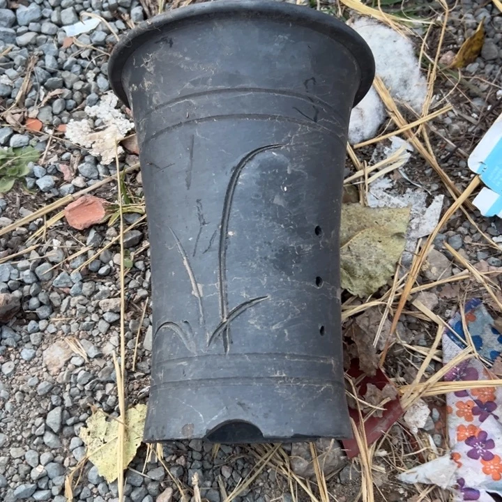 门***供17×25 兰花底部火裂纹