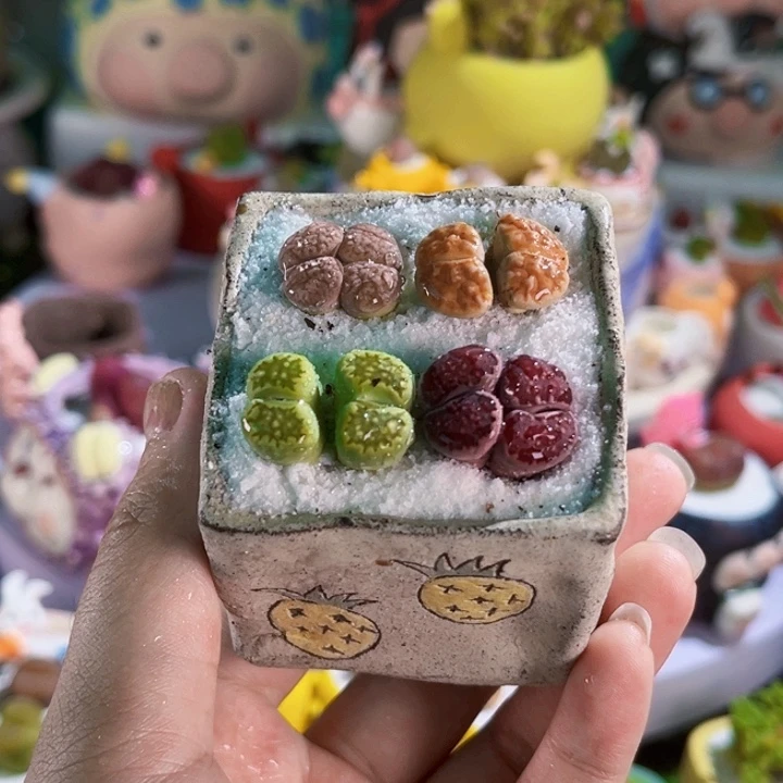 04手工盆生石花连盆带土包邮