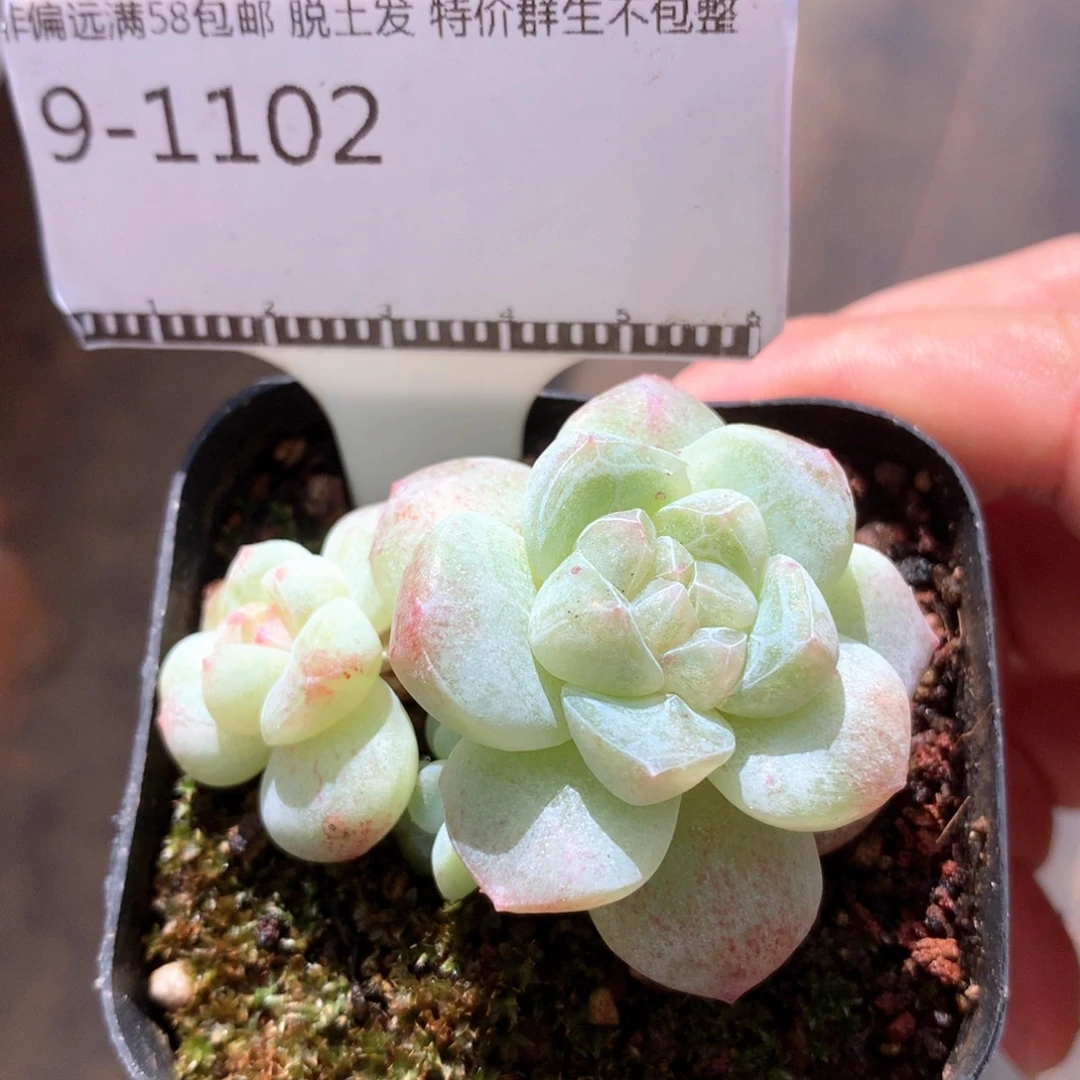 冰玉石化锦优选58包邮不包整