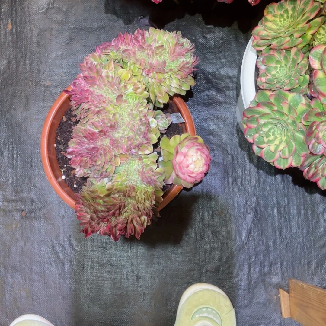 我在外面吃饭9999