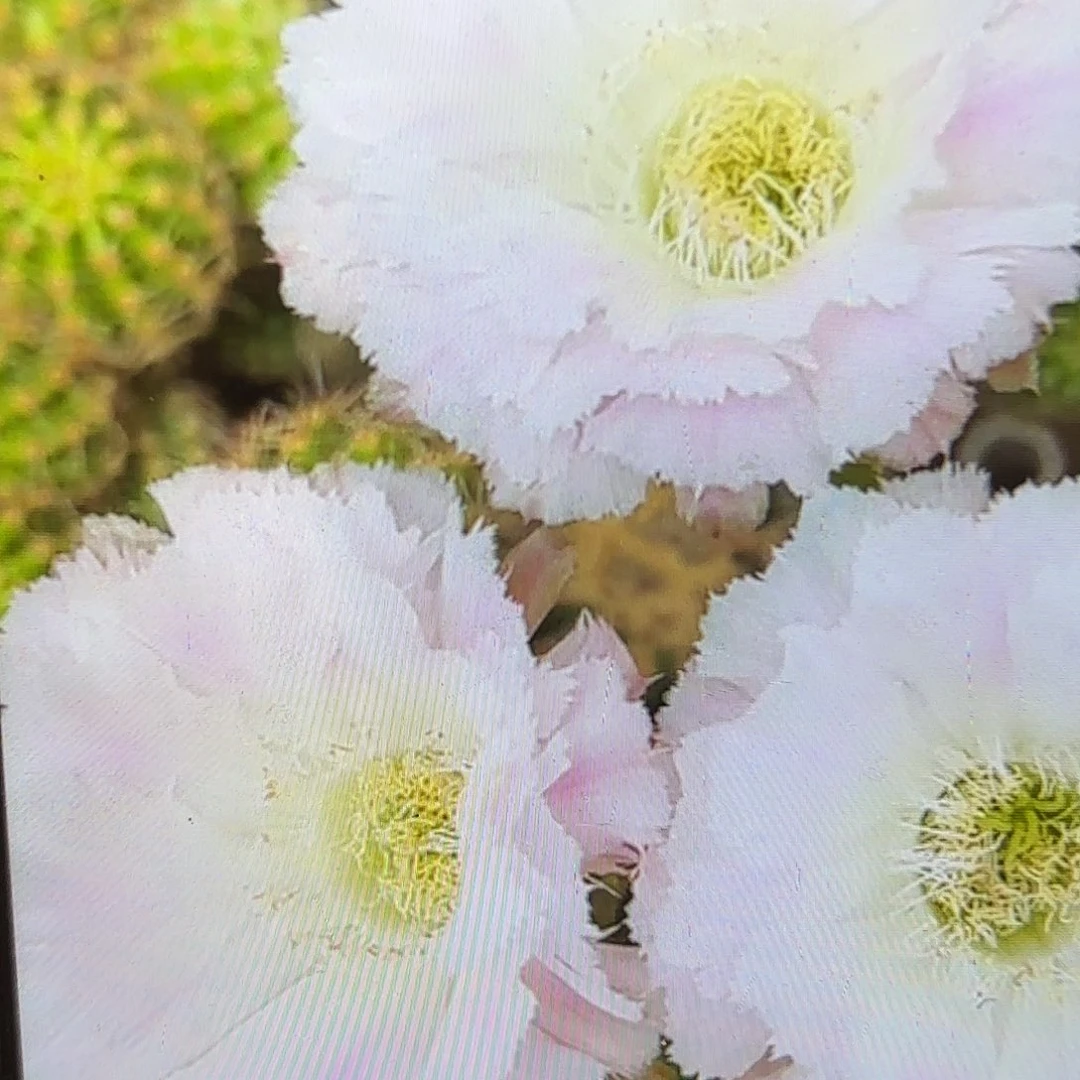 冰可可彩侧牙20包邮仙人16