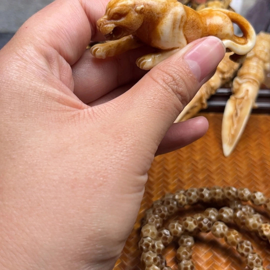 鹿骨其他骑**来人工养殖驼骨10