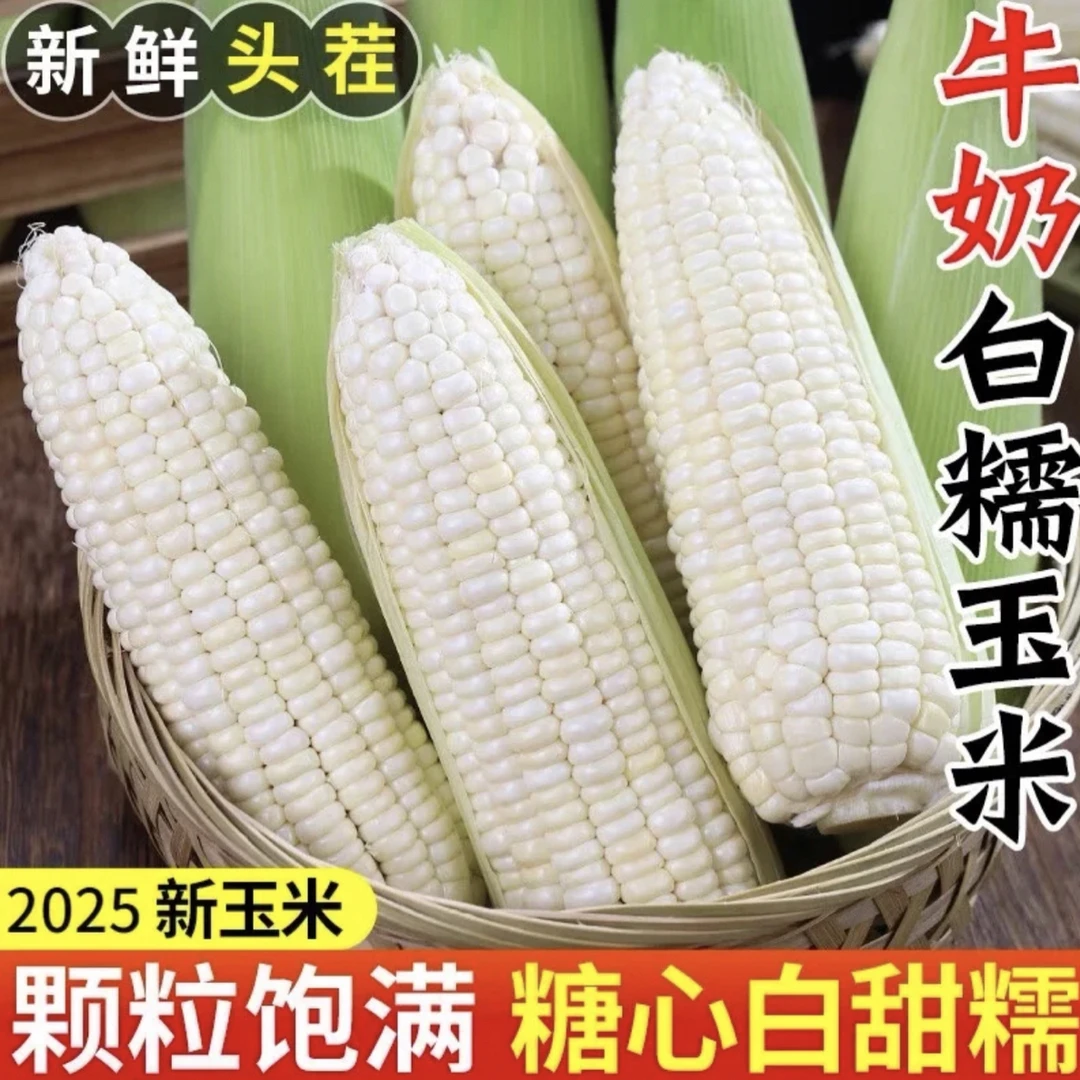 广西农家新鲜现摘白糯玉米 香甜粘糯带皮棒子当季苞谷新鲜采摘