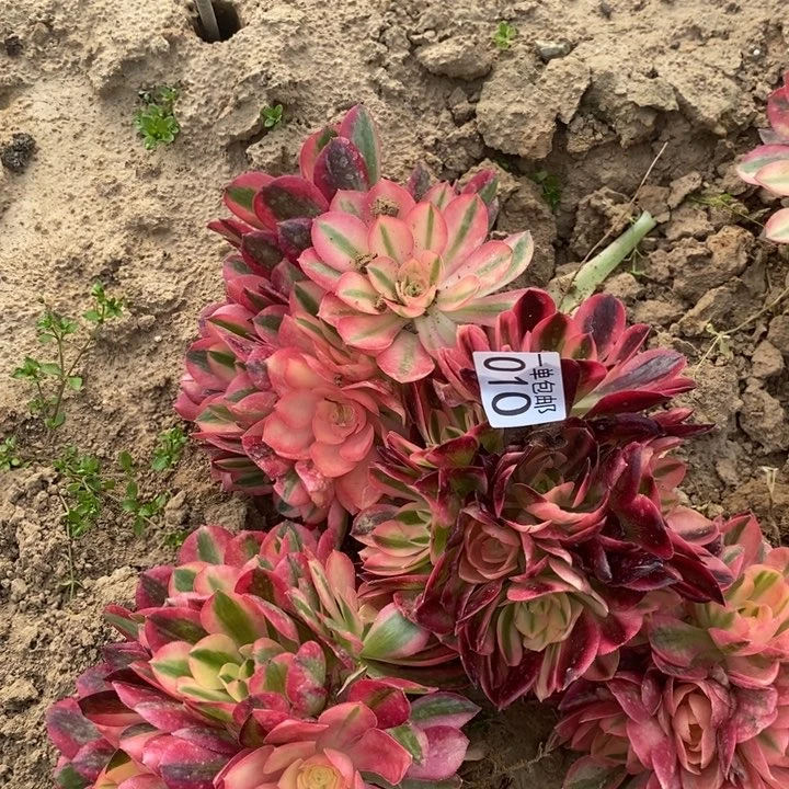 010粉女巫3颗绣球东棚