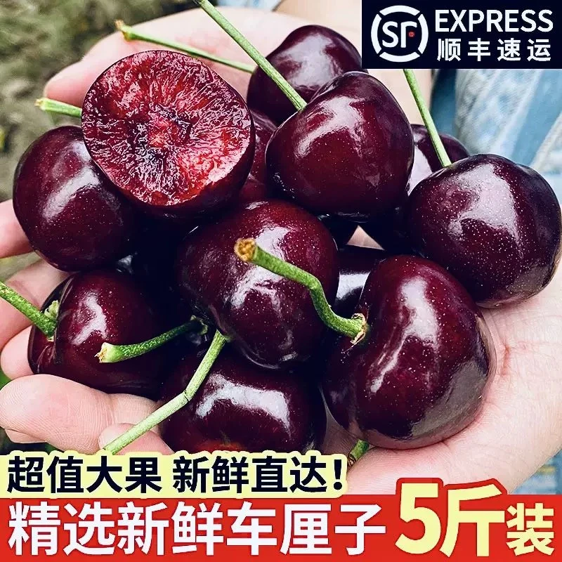 【顺丰包邮01】智利拉宾斯车厘子1JD-4JD新鲜现发5斤原箱顺丰包邮