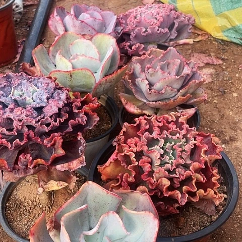 一**风90 号包菜系列 7棵