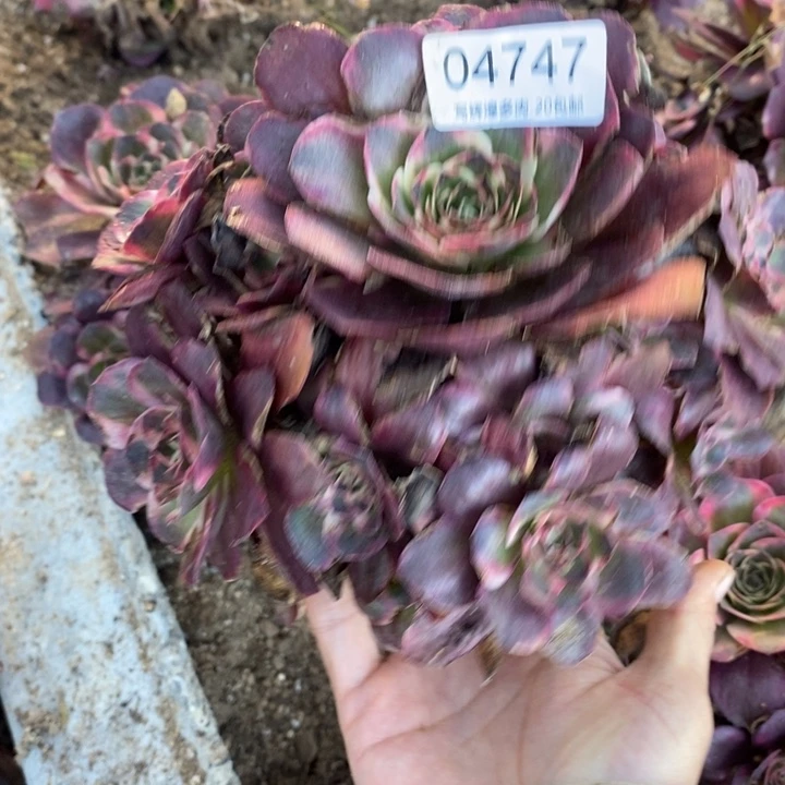 04747魅金玫瑰金多肉