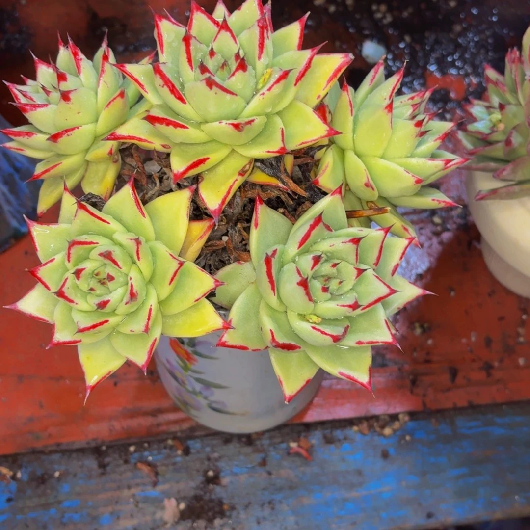 瑞***雪老桩精品肉肉乌木