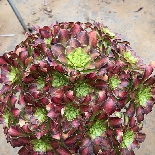 多肉植物大韶华80