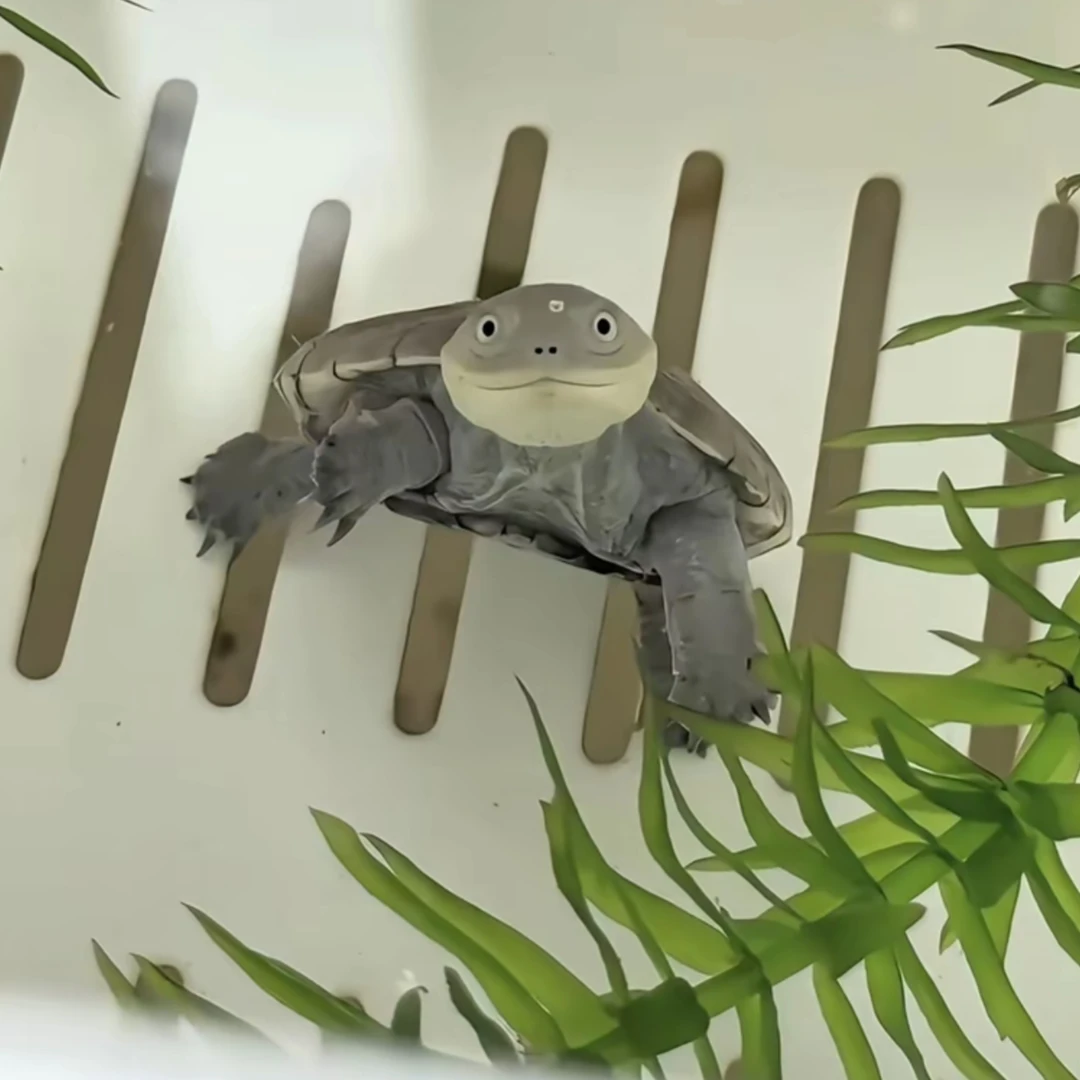 纯种沼泽侧颈龟观赏活体乌龟网红微笑龟仰泳呆萌小乌龟热带深水龟