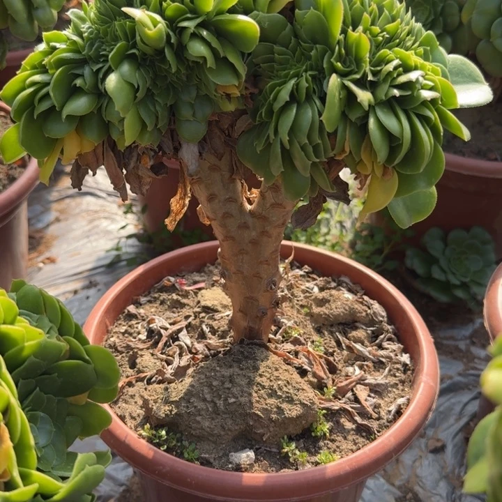 米***?521绿羊绒缀化老桩111