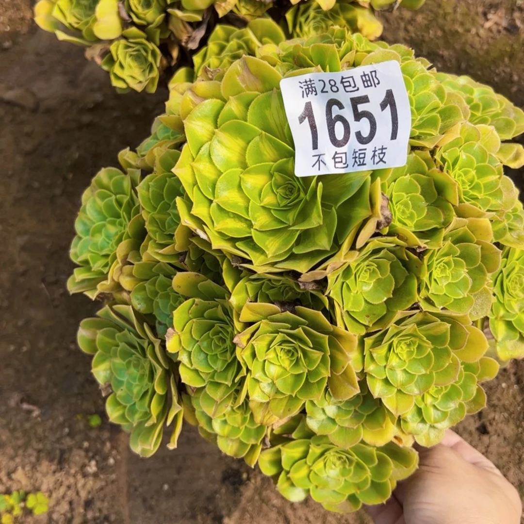 記***〃琉璃多肉植物法师1651