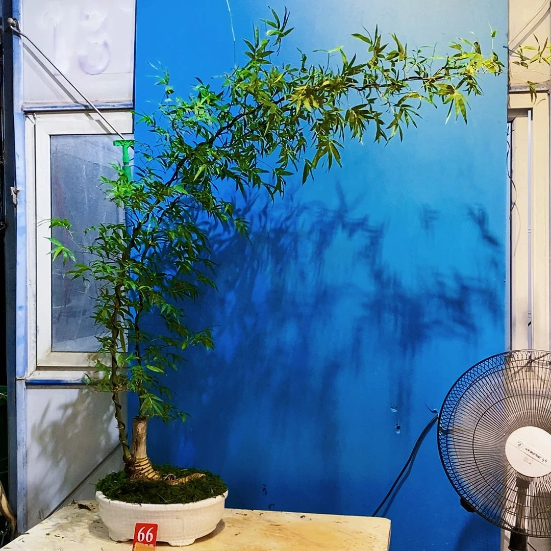 无花朵小叶簕竹一物一拍