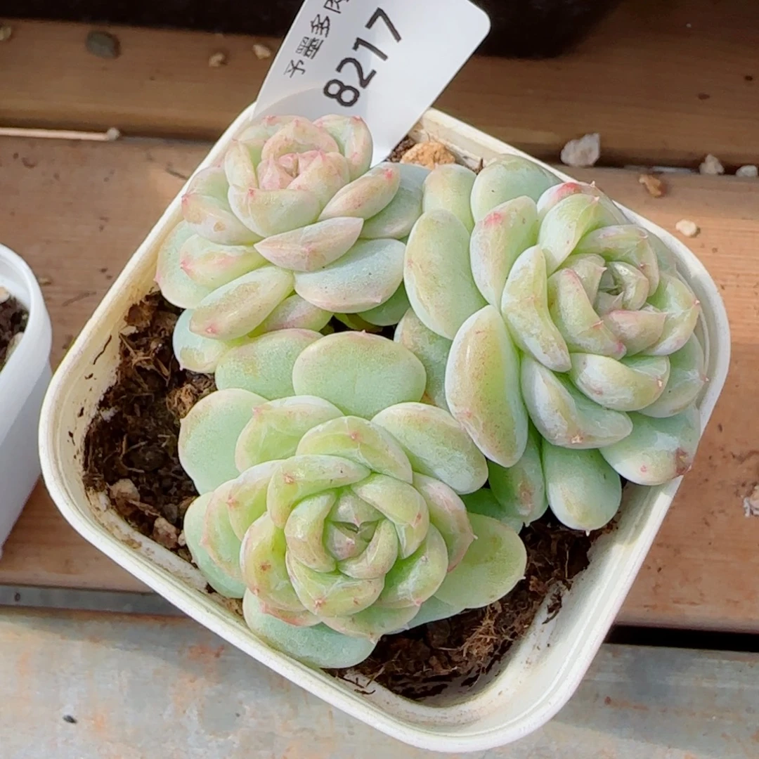 孤品珍妮群，8217多肉植物
