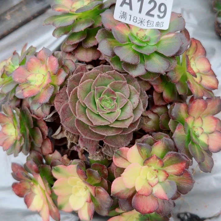 多肉法师海王七彩