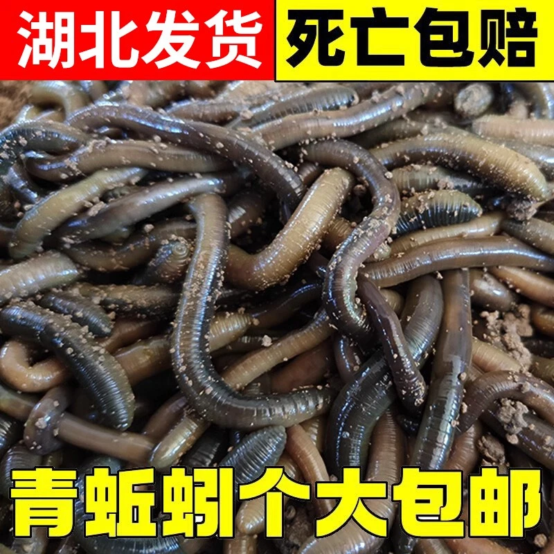 鲜活黑蚯蚓钓黄鳝活体青蚯蚓特大臭蚯蚓地龙松土蚯蚓野钓鱼饵活铒