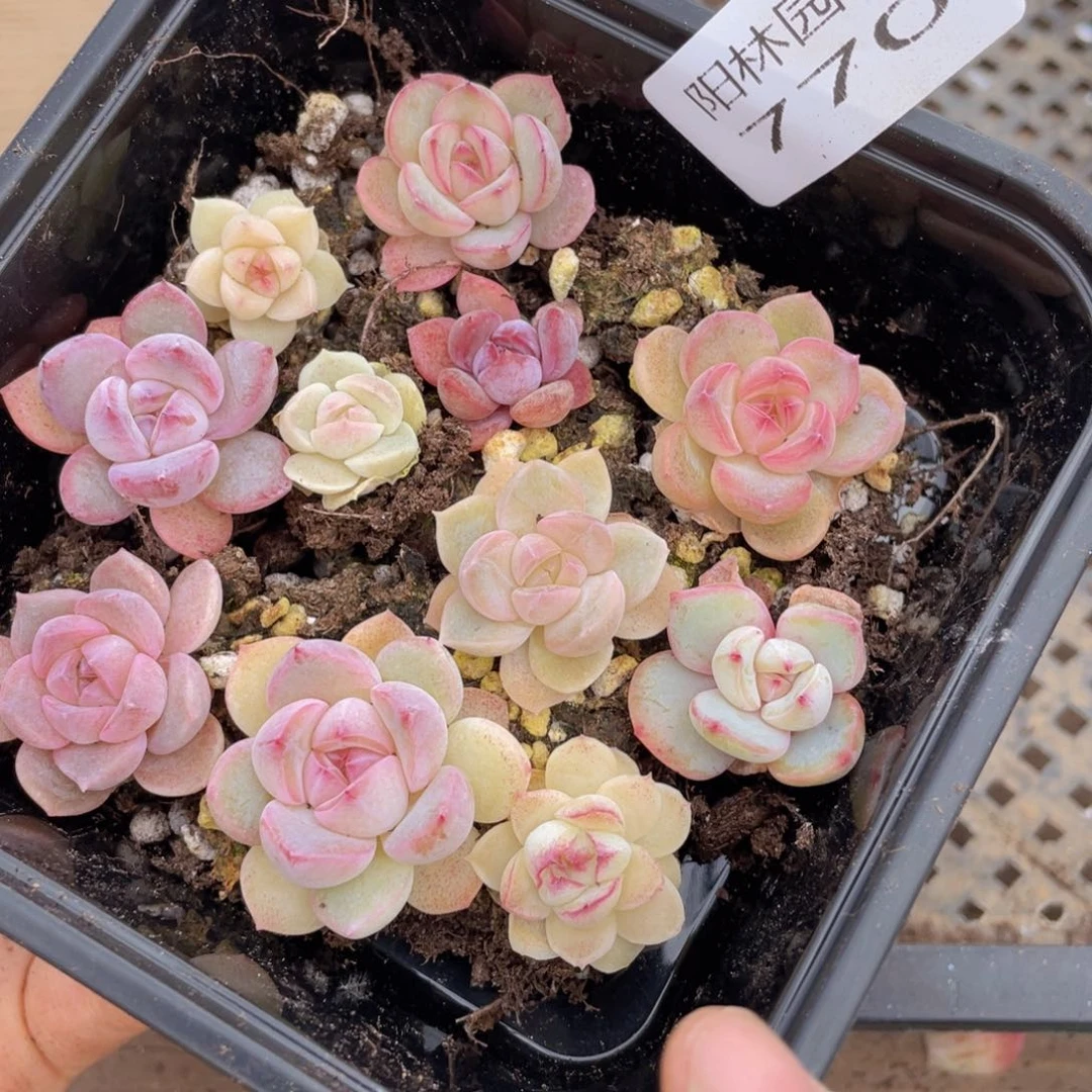 多肉植物多肉植物770