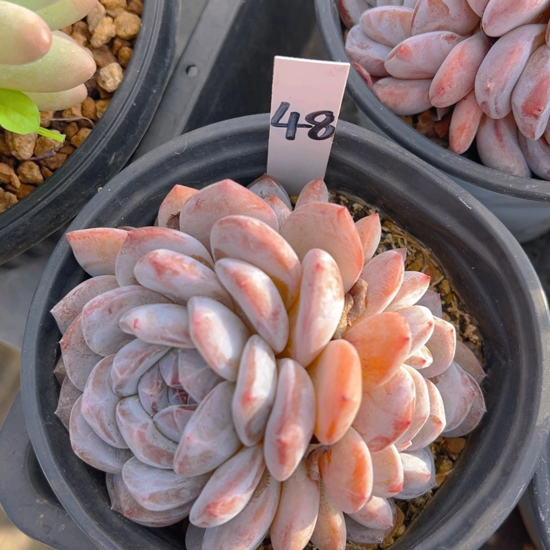 福利来啦打榜啦打榜