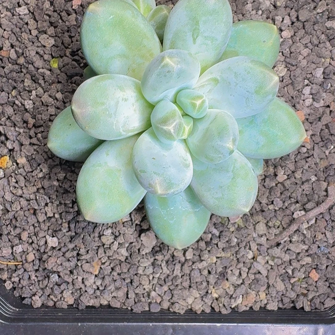 维珍 单头 一物一拍