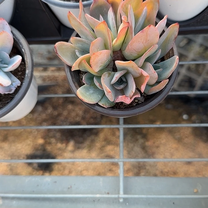 夏***～青蛙王子儿童牙膏11