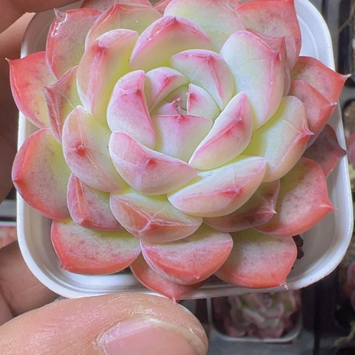 玉笛精品多肉植物