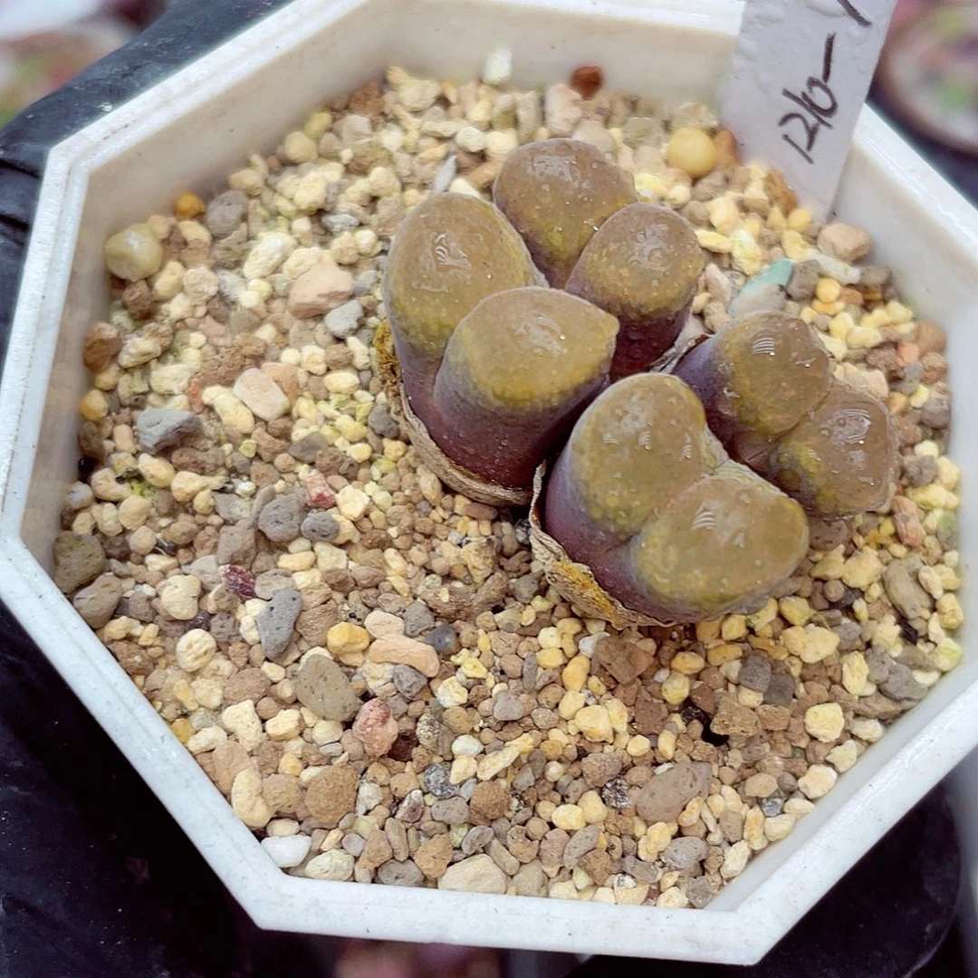 生石花满18包邮0925-129
