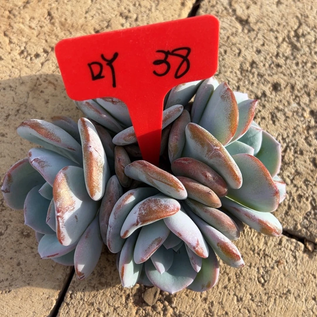 熙***吖吖 38。