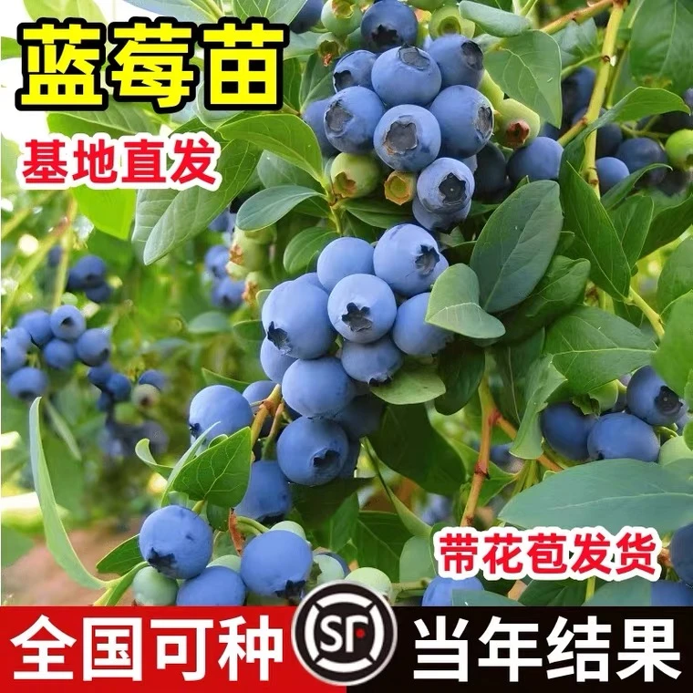 爆款家人喜欢蓝莓树苗盆栽带果适合南北方种植果树阳台绿植