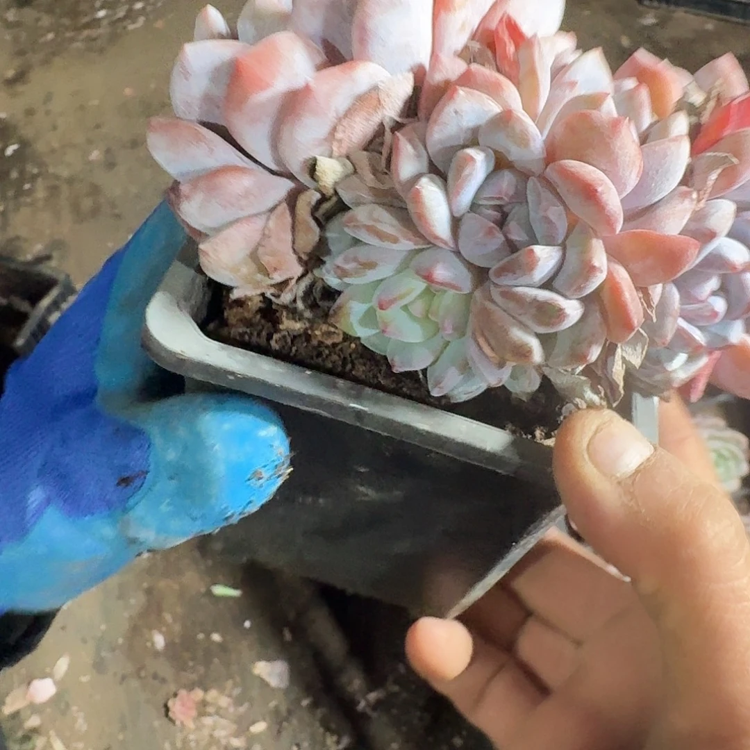 是***呀994橙子一个一物一拍