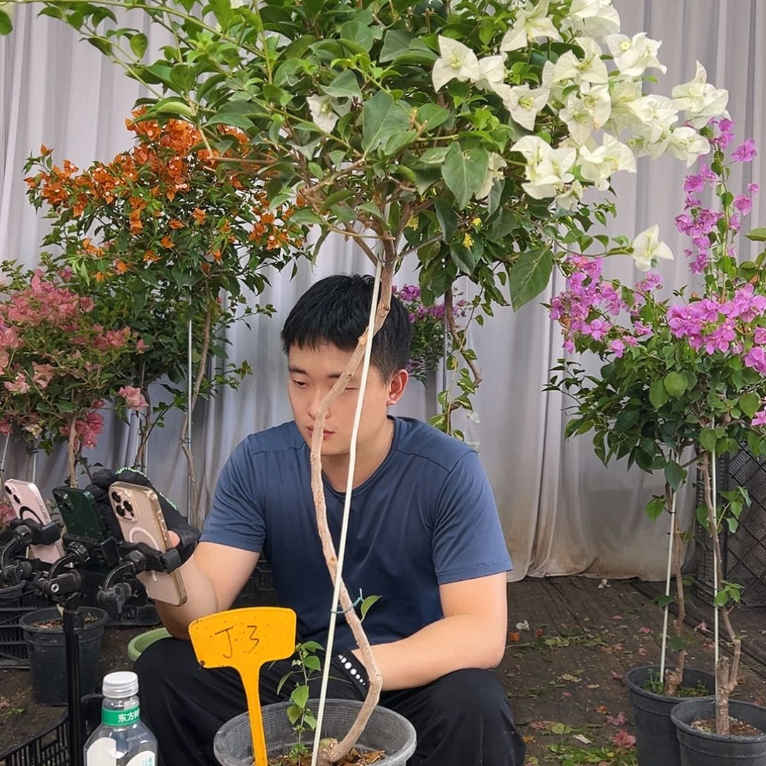 当前无花栽培后可以开花J3白雪