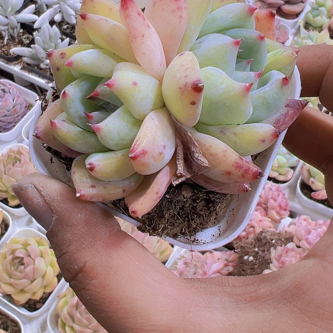 果冻白拉糖19包邮多肉